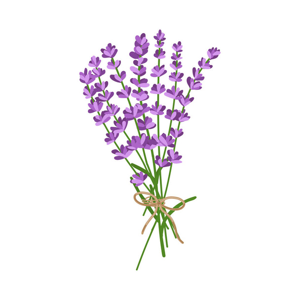 Bouquet von Lavendelblüten. Vektorillustration von Lavendelblüten isoliert auf weißem Hintergrund. - Vektor, Bild