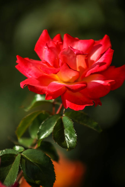 A red and yellow Tera Rose . Single stem . Deep green background - Zdjęcie, obraz