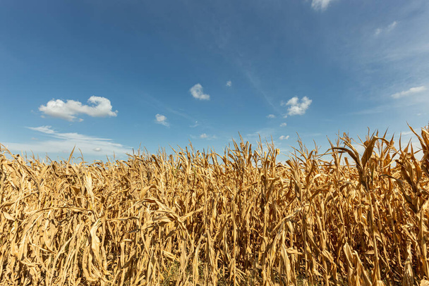 Suché kukuřičné pole, modré zamračené nebe. Venkovská krajina v Cornfieldu - Fotografie, Obrázek