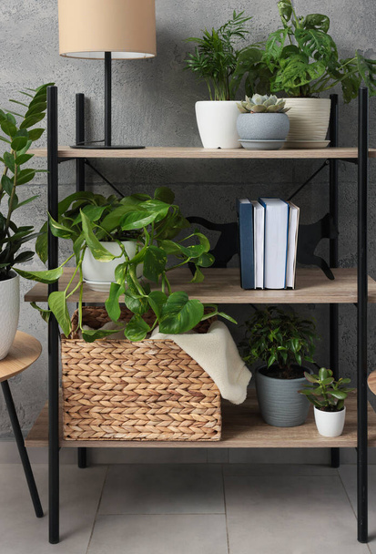 Shelving unit with beautiful house plants indoors. Home design idea - Fotoğraf, Görsel