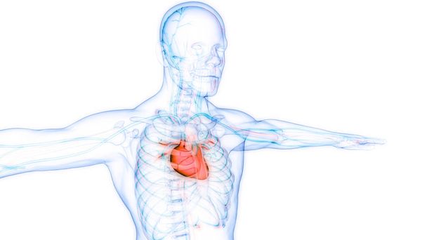 Anatomia cardiaca del sistema circolatorio umano. 3D - Foto, immagini
