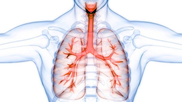 Sistema Respiratorio Humano Almuerzo Anatomía. 3 d - Foto, imagen