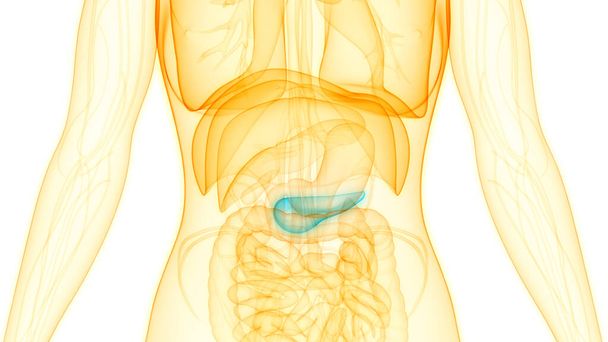 Anatomia del pancreas dell'organo interno umano. 3D - Foto, immagini