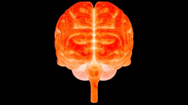 Ihmisen keskushermoston aivojen anatomia. 3D - Valokuva, kuva