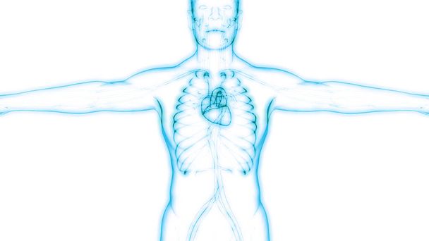 İnsan Dolaşım Sistemi Kalp Anatomisi. Üç Boyut - Fotoğraf, Görsel