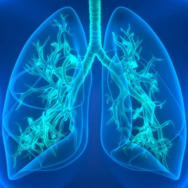 Anatomie der Lungen des menschlichen Atemsystems. 3D - Foto, Bild
