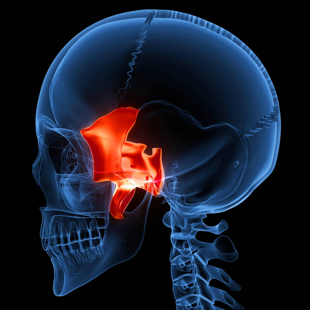 Menselijke skelet systeem schedel bot delen anatomie. 3D - Foto, afbeelding