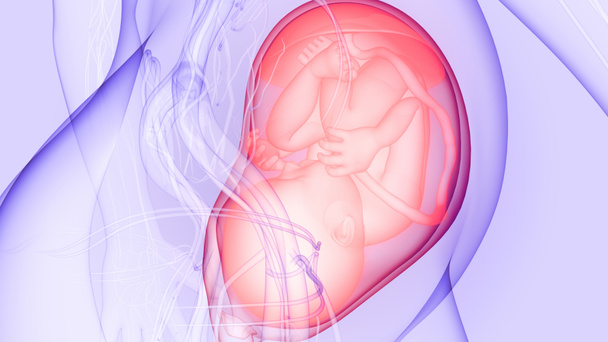 Menselijke foetus baby in baarmoeder anatomie. 3D - Foto, afbeelding