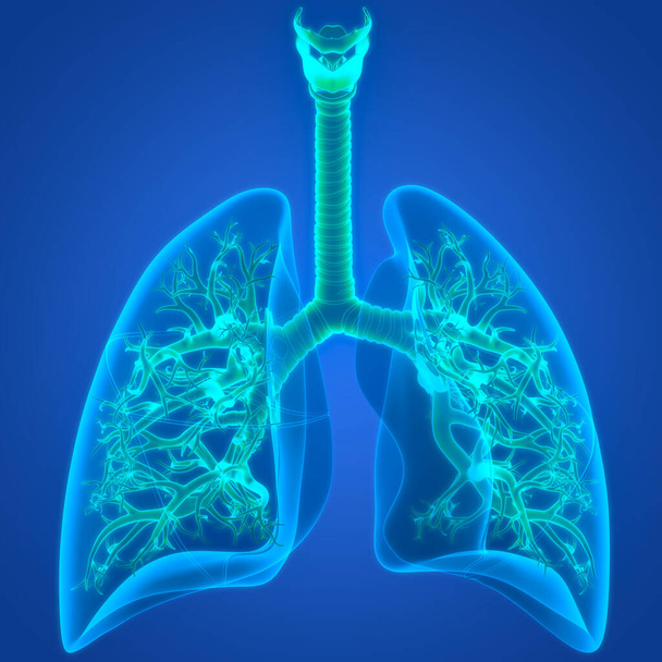 Sistema Respiratorio Humano Almuerzo Anatomía. 3 d - Foto, Imagen