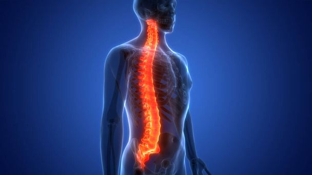 Colonna vertebrale del midollo spinale Anatomia del sistema scheletrico umano. 3D - Foto, immagini