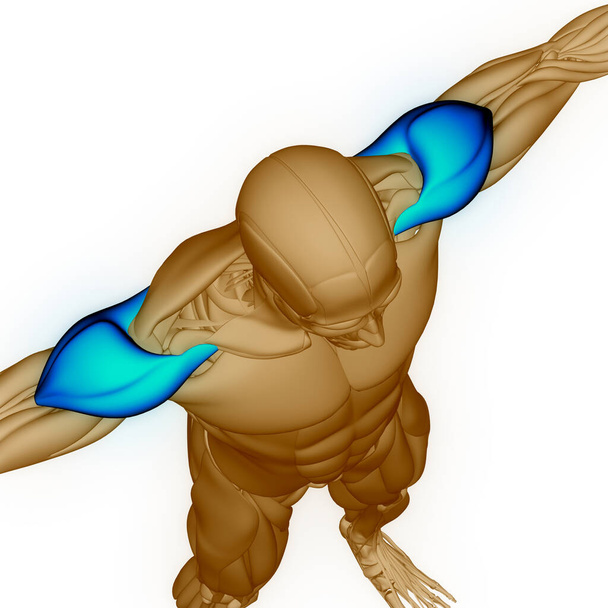 Emberi izom rendszer Arm izmok anatómia. 3D - Fotó, kép