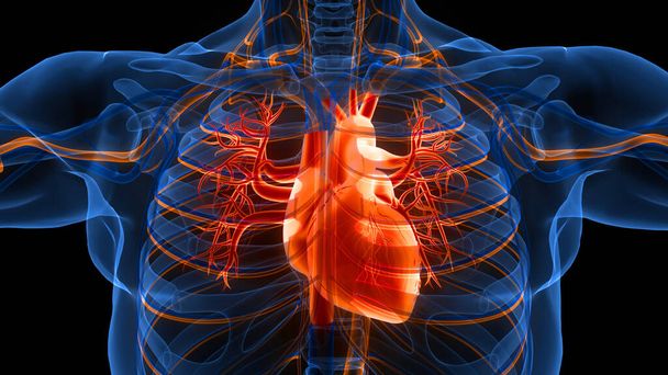 İnsan Dolaşım Sistemi Kalp Anatomisi. Üç Boyut - Fotoğraf, Görsel
