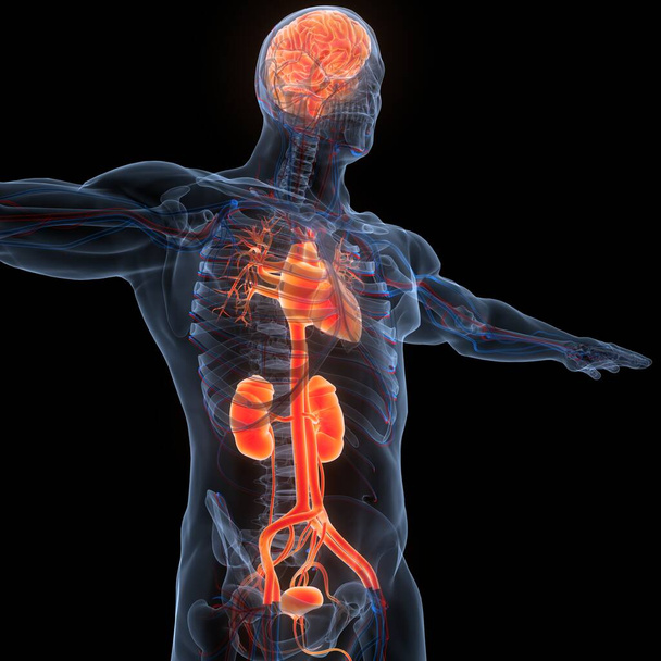 Human Internal Organs  with Urinary System Anatomy - 写真・画像