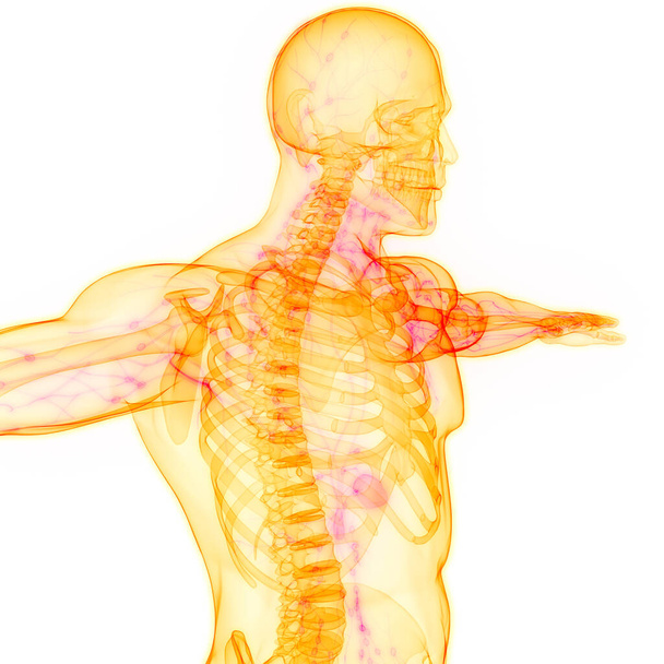 Humain Système interne Anatomie des ganglions lymphatiques. 3D - Photo, image