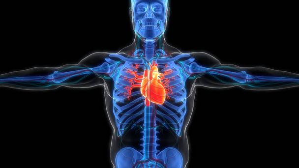 Anatomie srdce lidského oběhového systému. 3D - Fotografie, Obrázek
