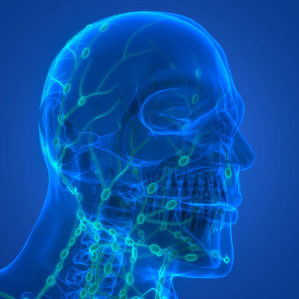 Ludzki system wewnętrzny Węzły chłonne Anatomia. 3D - Zdjęcie, obraz