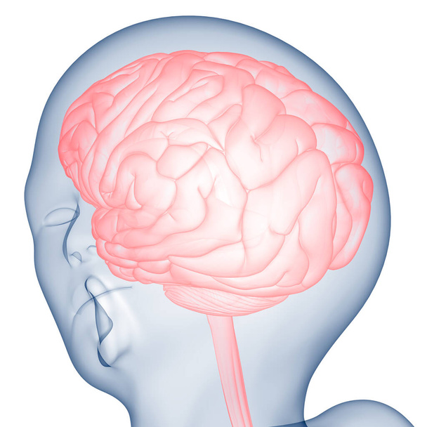Emberi központi idegrendszeri agy anatómia. 3D - Fotó, kép