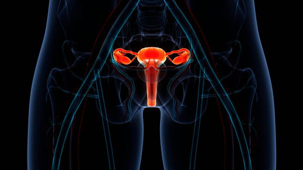 Női reproduktív rendszer anatómia. 3D - Fotó, kép