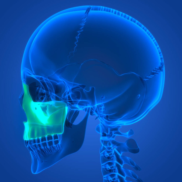 Emberi csontváz rendszer Skull Bone alkatrészek anatómia. 3D - Fotó, kép