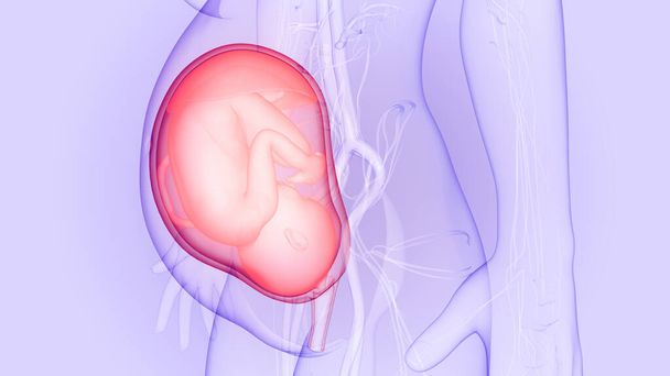 人間の胎児は子宮の解剖学の赤ん坊。3D - 写真・画像