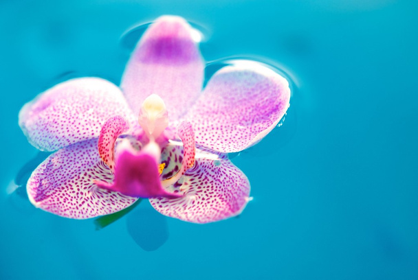 Beautiful orchid flower and clean blue water - Fotó, kép