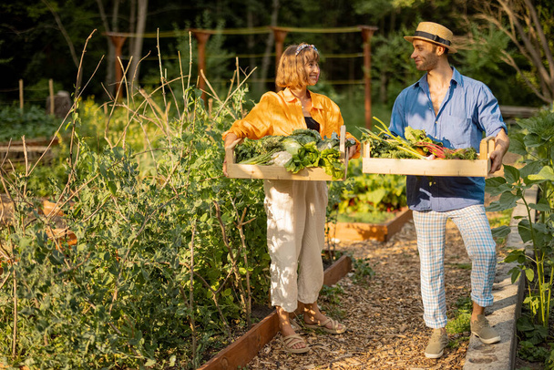 Two cheerful farmers stand together with boxes full of freshly picked vegetables at local farmland. Concept of organic food and sustanable lifestyle - Foto, Imagen