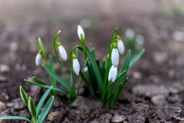 The first spring flowers of snowdrops - Foto, Imagem