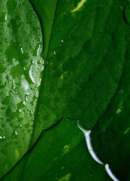 Wet leaf texture - Photo, Image