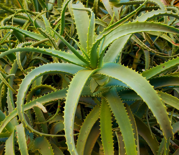 Blätter der Aloe Vera - Foto, Bild