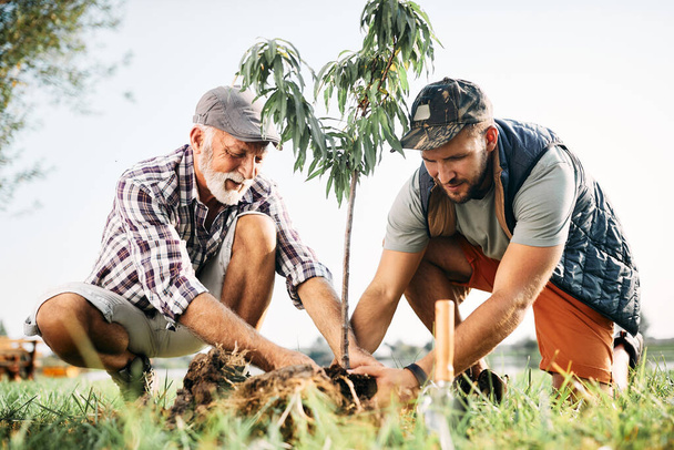 Senior man and his adult son planting a tree in nature. - Foto, imagen
