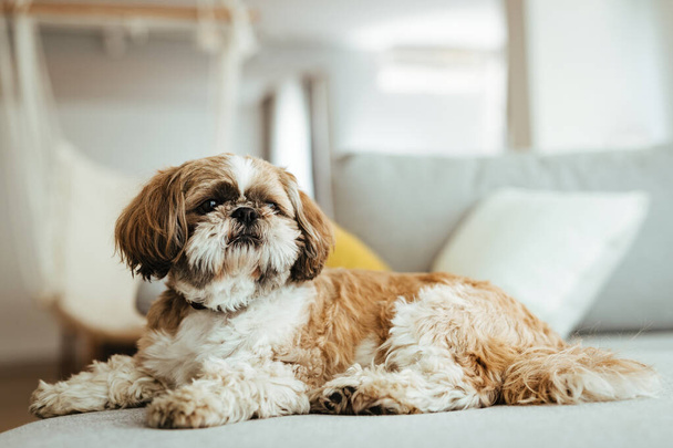 Cute shih tzu dog resting on the sofa at home.  - Фото, изображение