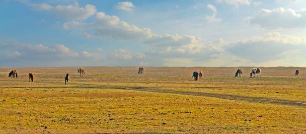 Лошади кормятся в степи, осенний панорамный пейзаж. Аскания-Нова - биосферный заповедник (заповедник), расположенный в Херсонской области, Украина. - Фото, изображение