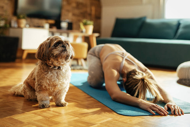 Dog sitting next to athletic woman who is doing stretching exercises on the floor at home.  - Foto, Imagen