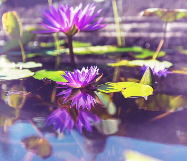 Lotus flowers - Foto, Imagen