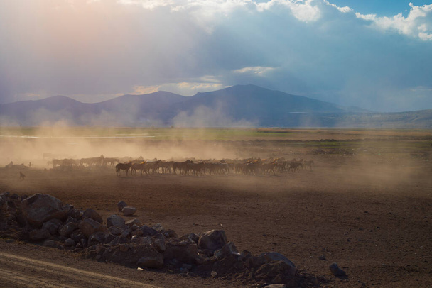 Chevaux sauvages courir librement dans la nature - Photo, image
