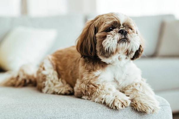 Shih tzu dog relaxing on the sofa in the living room.  - Photo, image