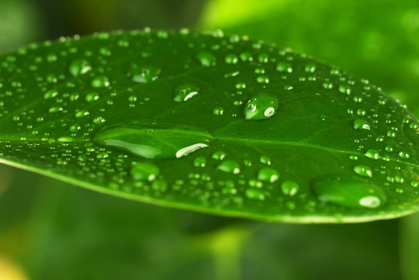  green plant leaf - Fotó, kép
