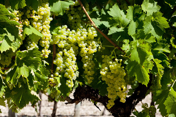 White grape in Jarnac, Poitou-Charentes, France - Photo, image