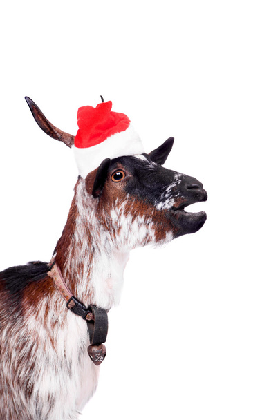 Portrait Of dwarf Goat in christmas hat On White - Foto, afbeelding