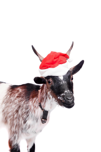 Portrait Of dwarf Goat in christmas hat On White - Foto, Bild