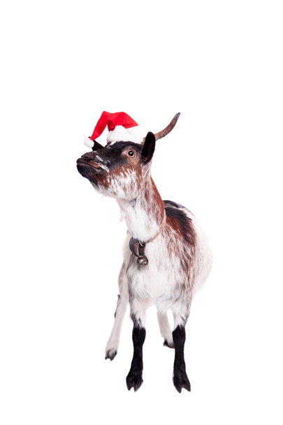 Portrait Of dwarf Goat in christmas hat On White - Фото, зображення