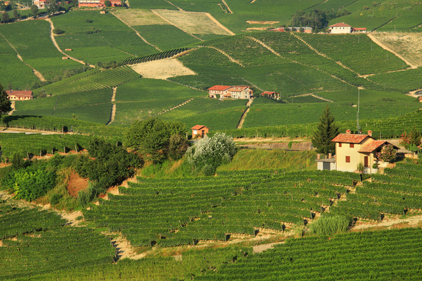 View on vineyards in northern Italy. - Photo, Image