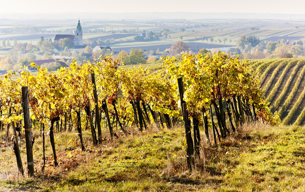 Vineyards in autumn - Photo, Image