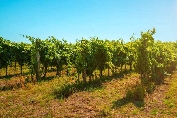 Beautiful vineyards under hot sun in Campania, Italy. - Fotó, kép