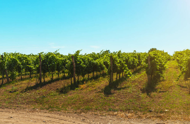 Прекрасні виноградники під гарячим сонцем у Кампанії (Італія).. - Фото, зображення