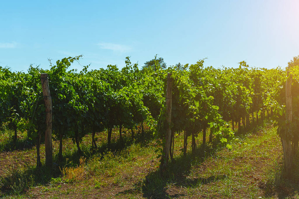 Krásné vinice pod horkým sluncem v Kampánii, Itálie. - Fotografie, Obrázek