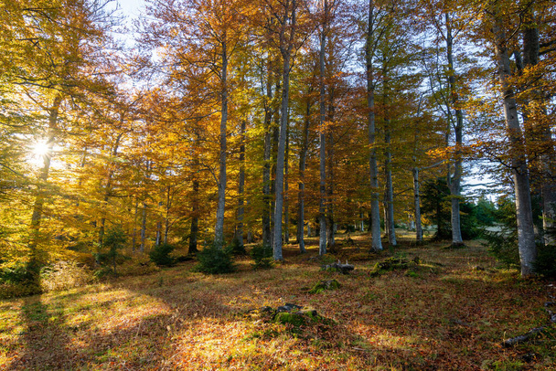 Sun shining through an autumn forest in the morning - Foto, Imagem