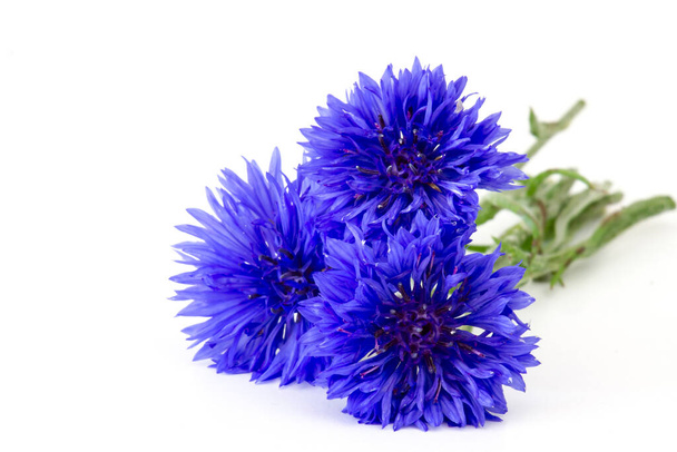 cornflowers on white background - close up - Foto, afbeelding