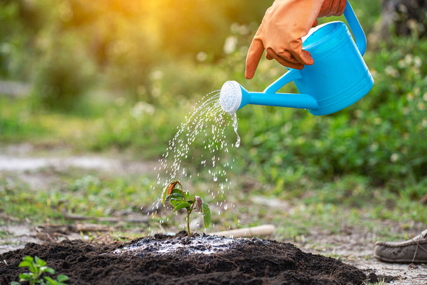 A young man waters plants to help increase air oxygen and reduce global warming, save the world, save lives and plant tree ideas. - Foto, immagini