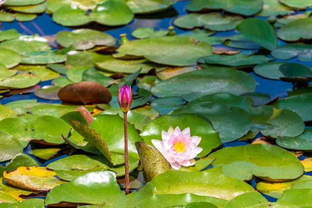 Розовые водянистые или цветки лотоса в пруду с красивым зеленым листом. Израиль - Фото, изображение
